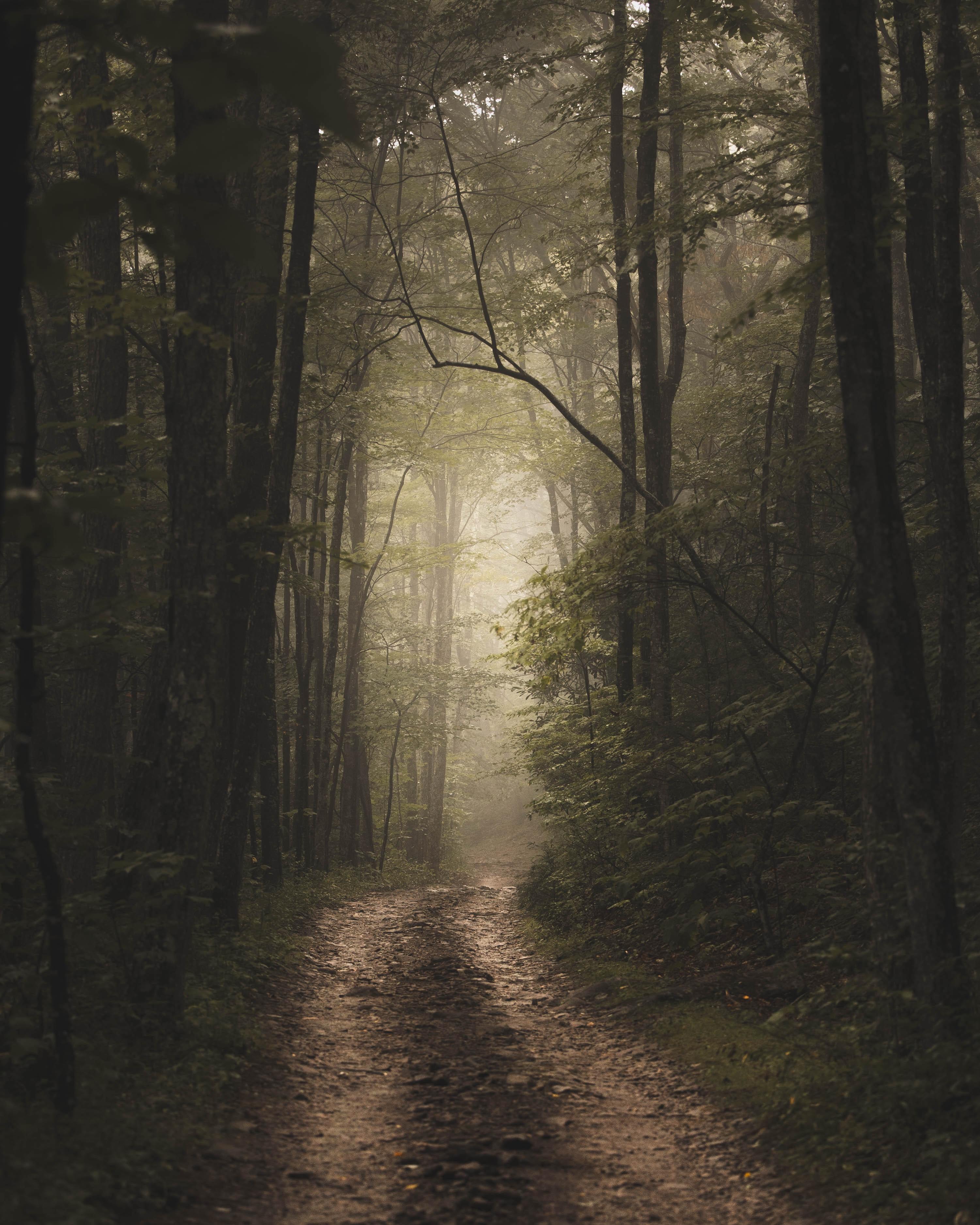 road-lined-with-misty-fog-and-green-trees